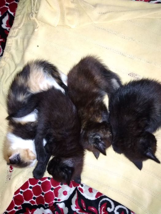 Бесплатно отдаем котят от шотландской вислоухой кошки