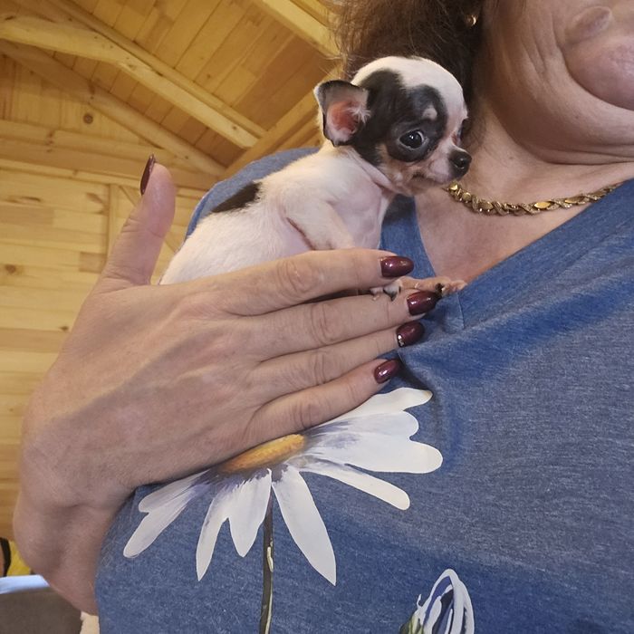 Chihuahua zNajmniejszy na OLX XXXS Słodziak Rodowód FCI