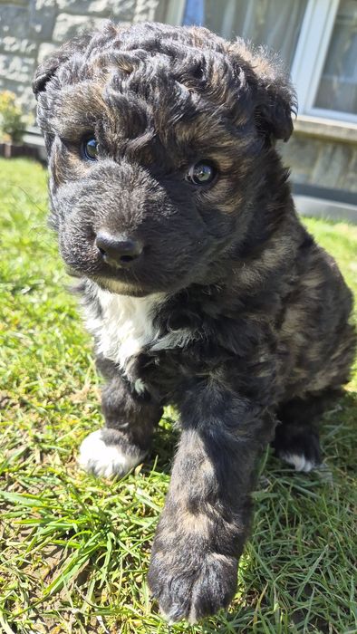 Do adopcji Suczka