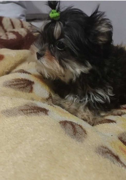 Два братика (привиті)