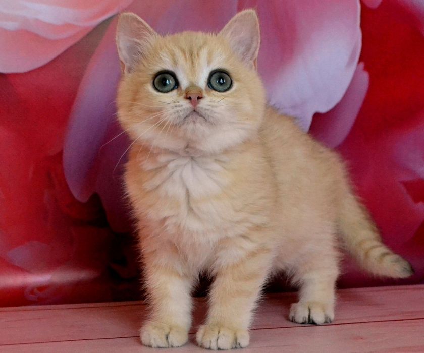 Британська золота шиншила