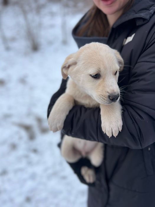 Цуценята шукають родину!Кривий Ріг