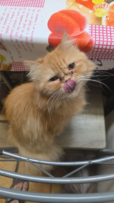 Gatos persas para dar a pessoas responsáveis