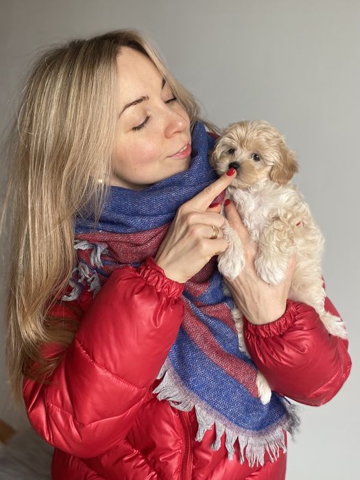 Короткий носик мини малыш Мальтипу Ф1 !!!