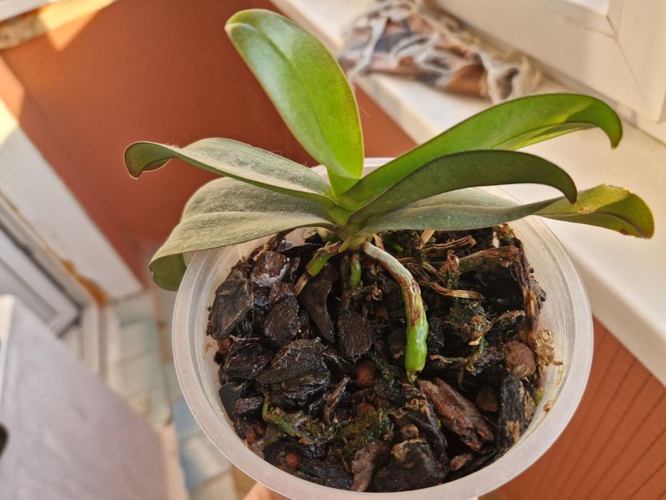 Орхідея фаленопсис