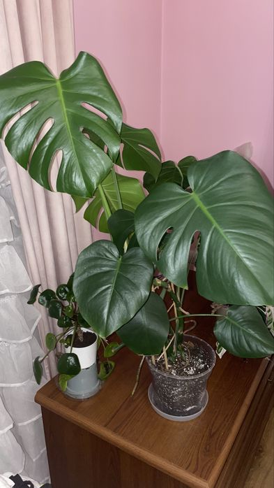 Monstera deliciosa