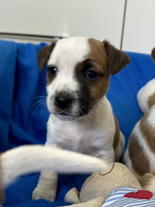 Jack Russell Terrier - sunia Aris