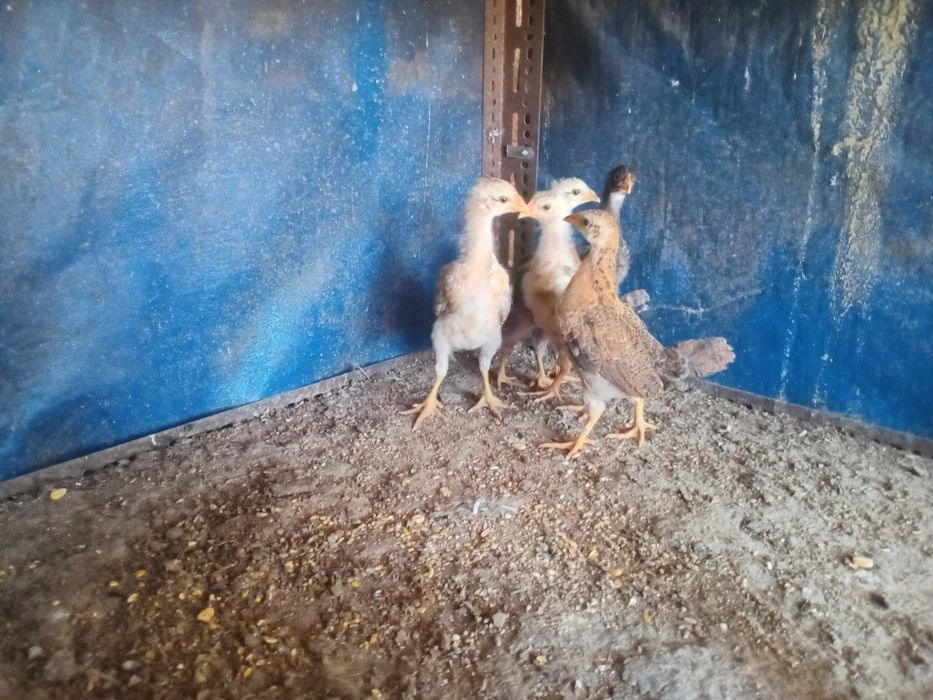 Galinhas do campo e pintos