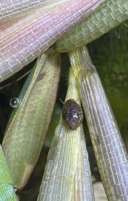 Ślimaki wodne (rozdętki,świderki,zatoczki)