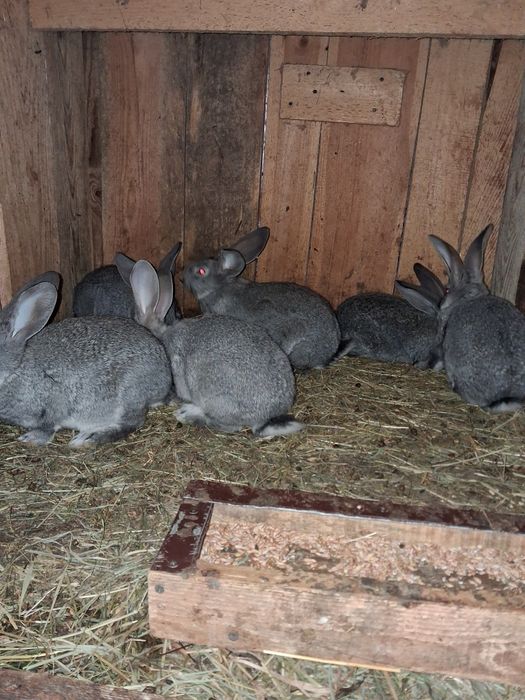 Dprzedam króliki mieszańce