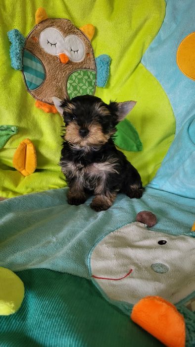 Йорк мальчик микро