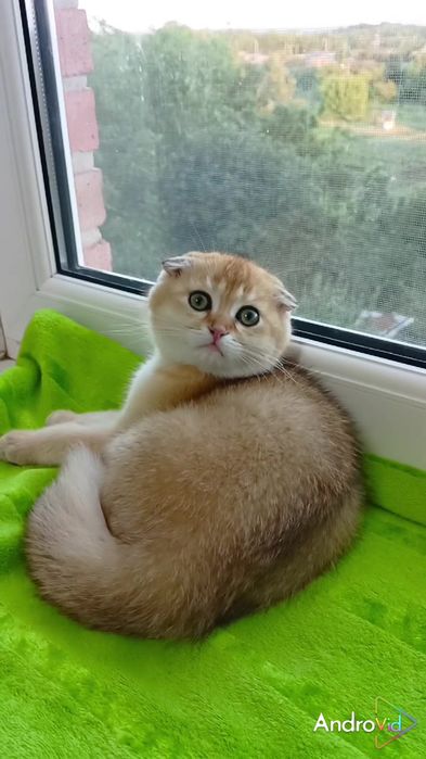 Висловухий хлопчик золота шиншила
