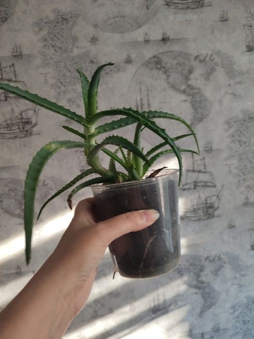 Алоє  з дітками Рослина