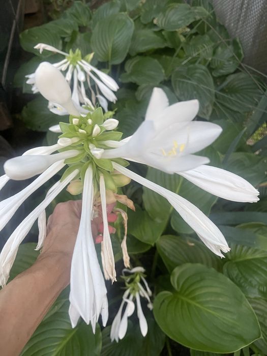 Хоста белая цветы