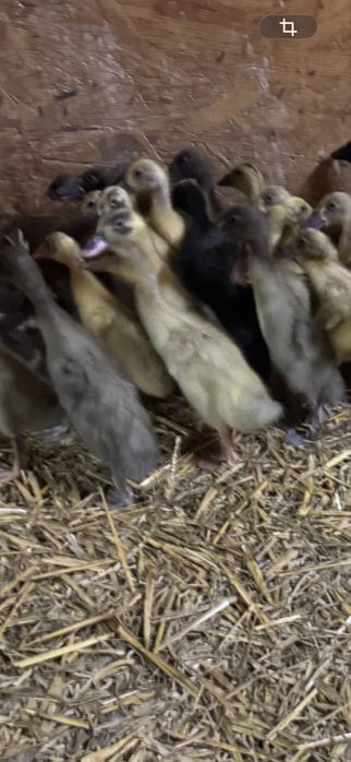 Kaczki biegusy 3 tyg