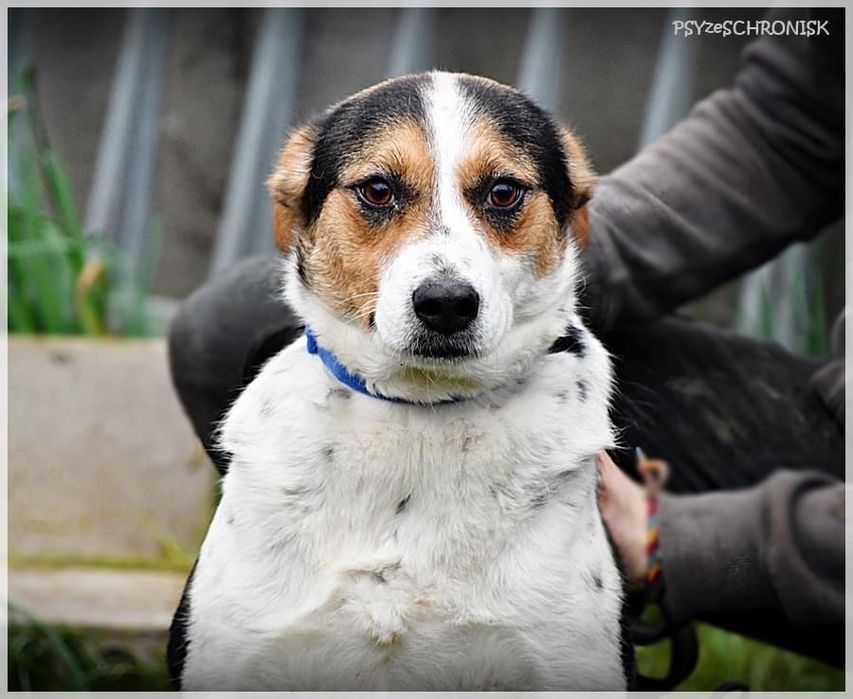 ELWIRKA mloda sunia, przytulasek bardzo lagodna