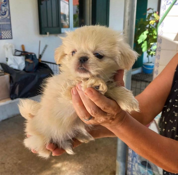 Pequinoi macho branco