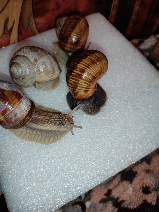 Улитки виноградные,равлик,по штучно и на вес.