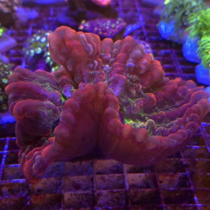 Rainbow Indophyllia WYSIWYG Kingdom of Corals LPS Koralowce