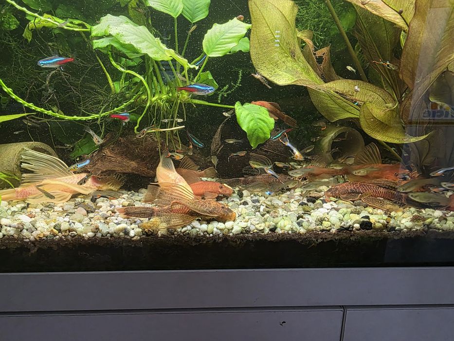 Glonojady po Super Red i LDA16