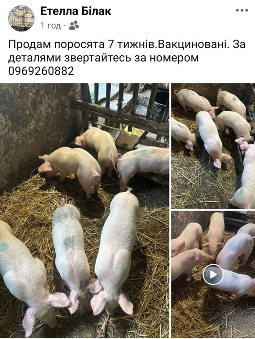 Продам поросята 7 тижнів.