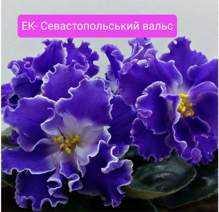 Фіалка,сенполія,фиалка