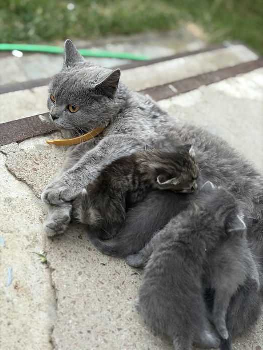 Віддаю кошенят британців в добрі руки безкоштовно