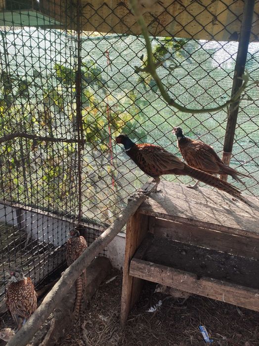 Фазани мисливські...