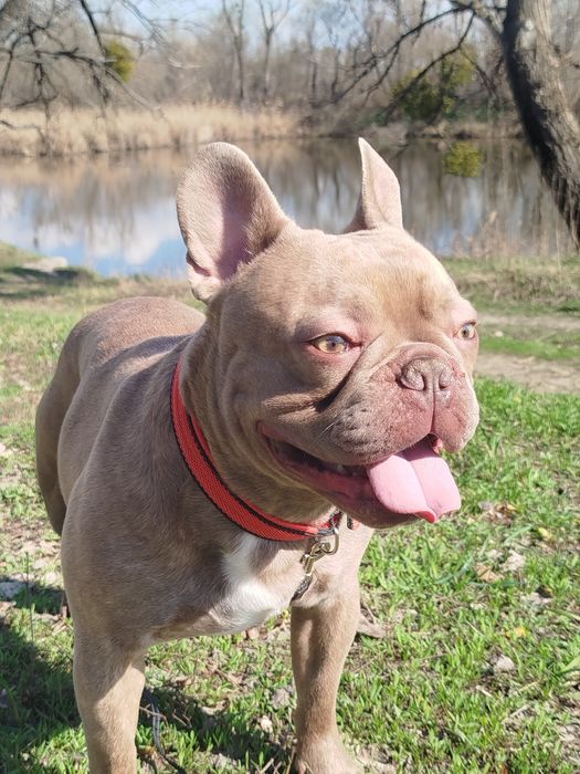 Французький бульдог в'язка.