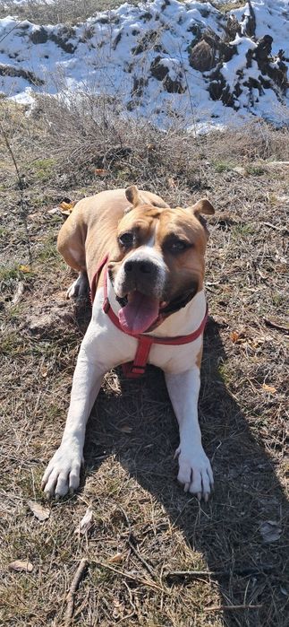 В'язка амстафф кобель шукає дівчинку