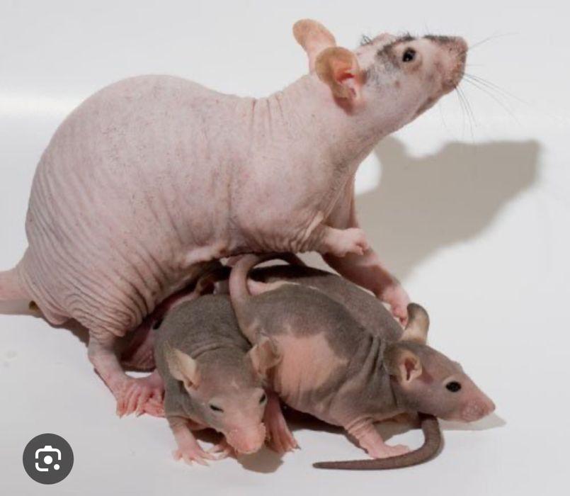 Лысые крыски СФИНКС (мальчики)