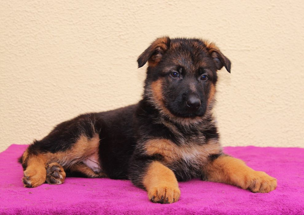 Цуценята Німецької Вівчарки Стандарт та ДШ