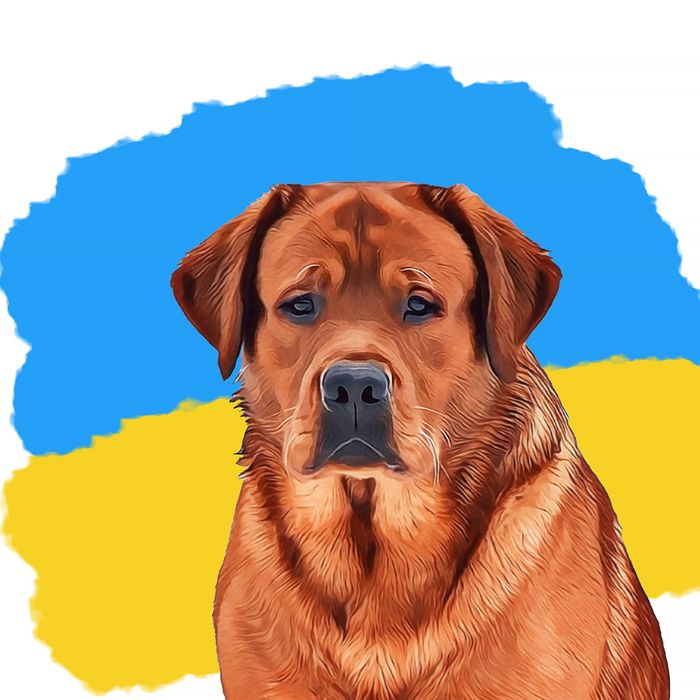 Лабрадор ретривер фоксред