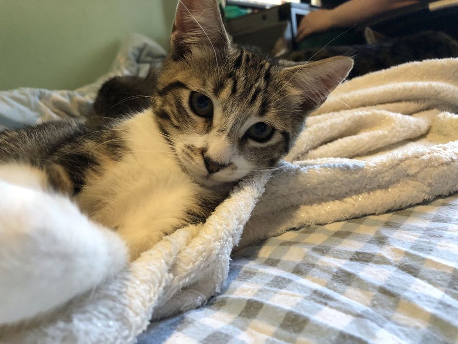 Котенок в добрые руки полупородистый