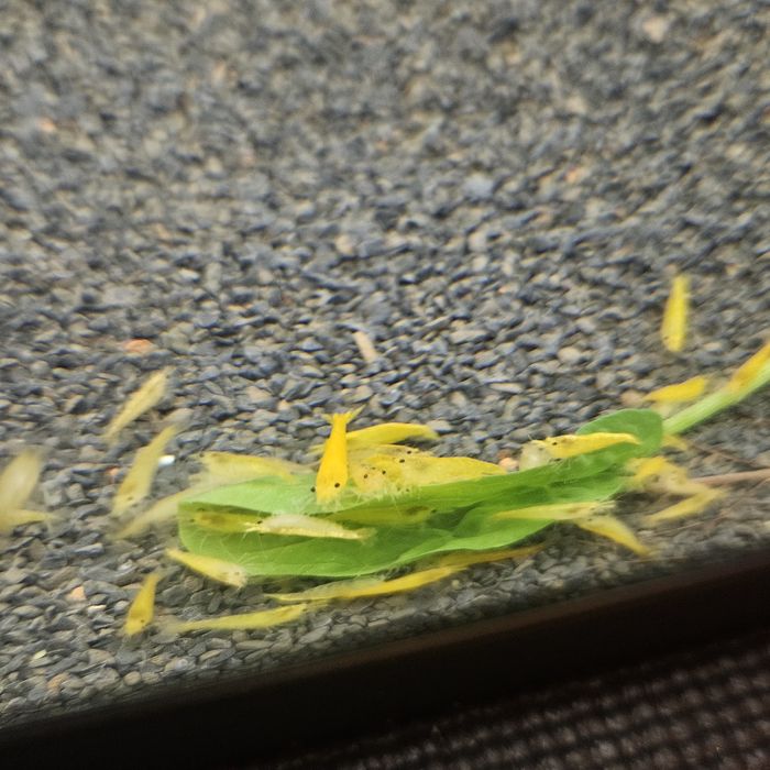 Neocaridinas yellow neon