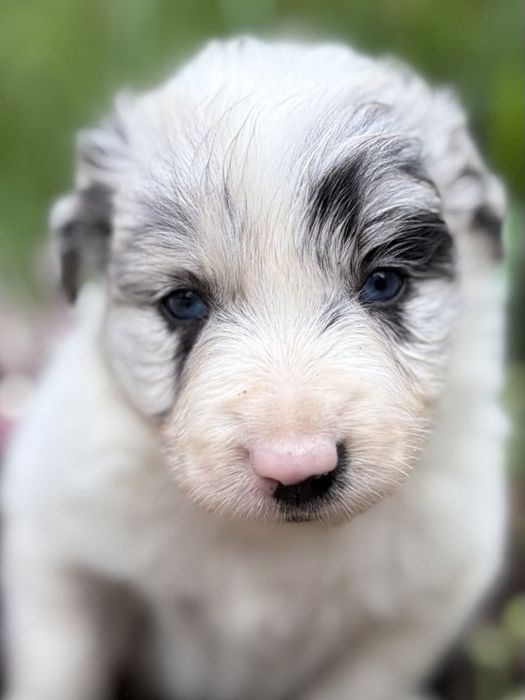 Suczka Heart of Gold BORDER COLLIE (FCI/ ZkwP)