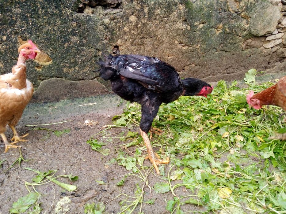 Vendo casal de galinhas