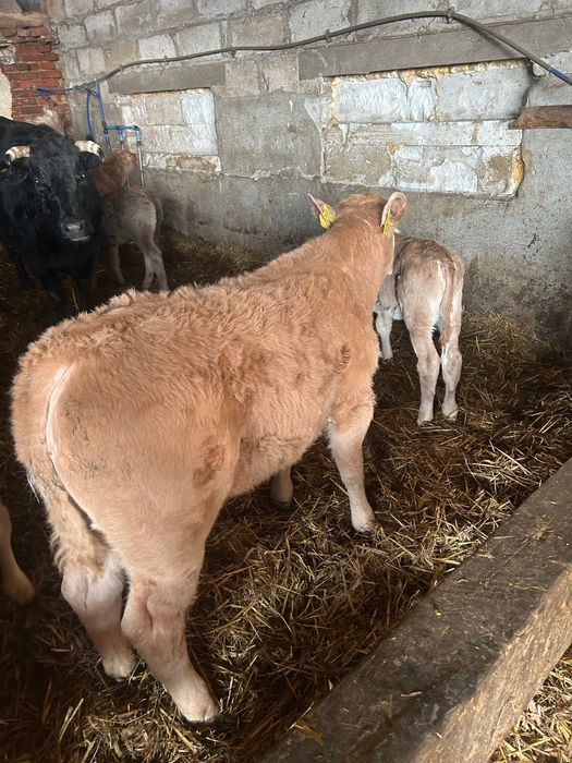 Byczek CH LM przy krowie