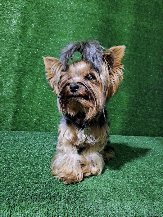 Йорк девочка щенок