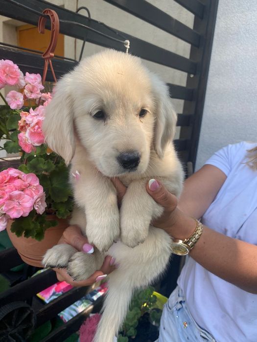 Golden retriever szczeniak Możliwy paszport!!