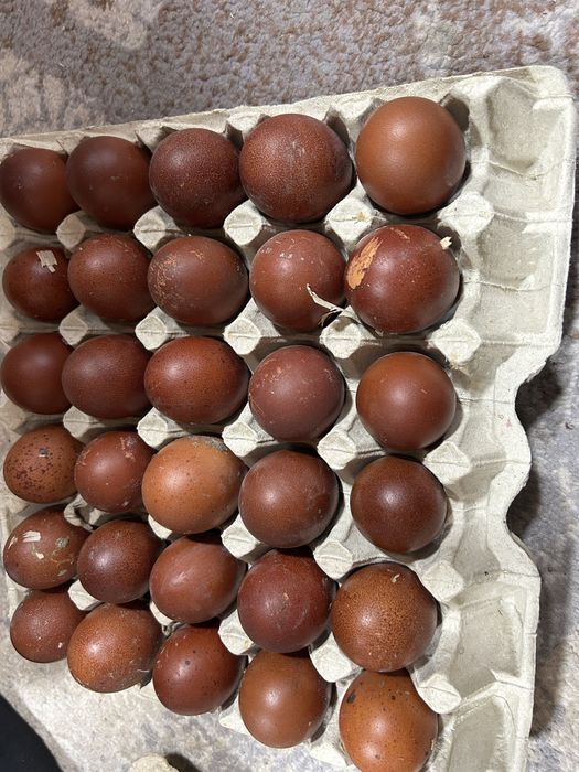 Продам ія марана чорно-мідного