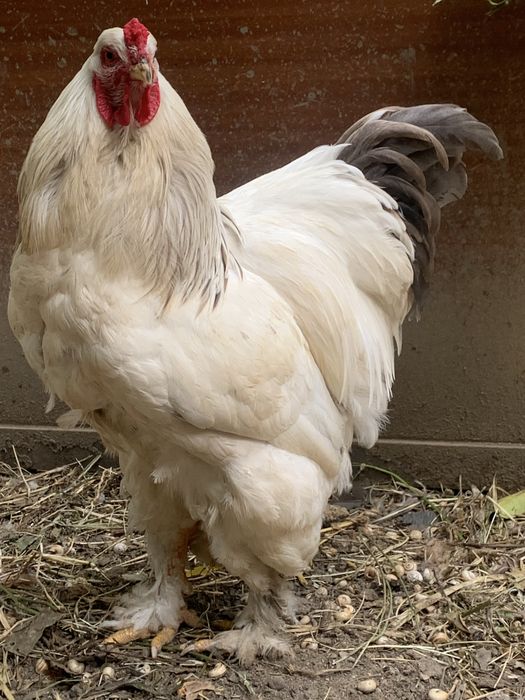 Vendo galo Brahma pura raça com 11 meses