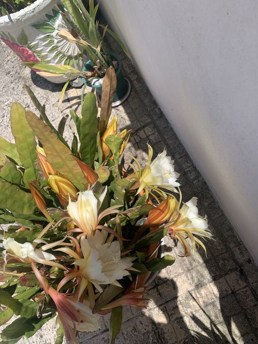 Suculenta com flor