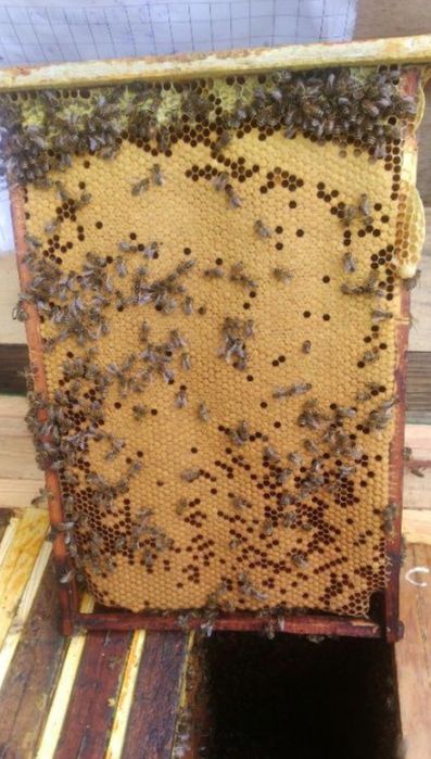 Odkłady pszczele wielkopolskie/warszawskie poszerzane