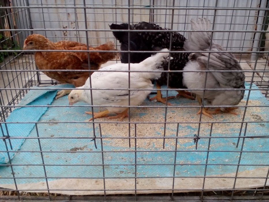 Курчата підрощені породи ДОМІНАНТ 2 міс