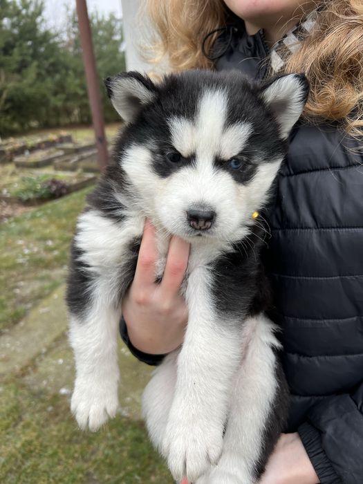 Szczeniaki Husky