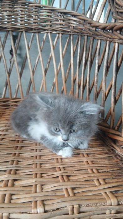 Котик.   2 міс.             .