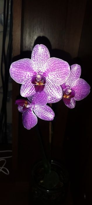орхідея phal. bro red king