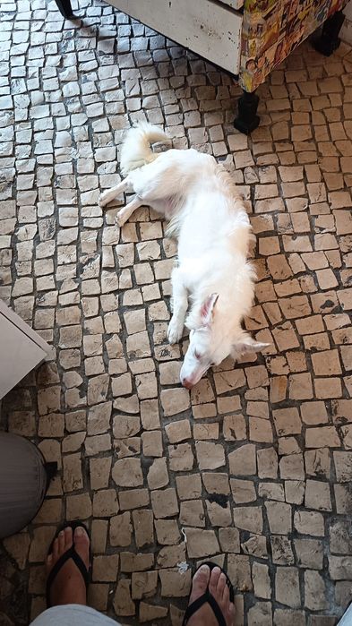 Cão rafeiro 6 meses
