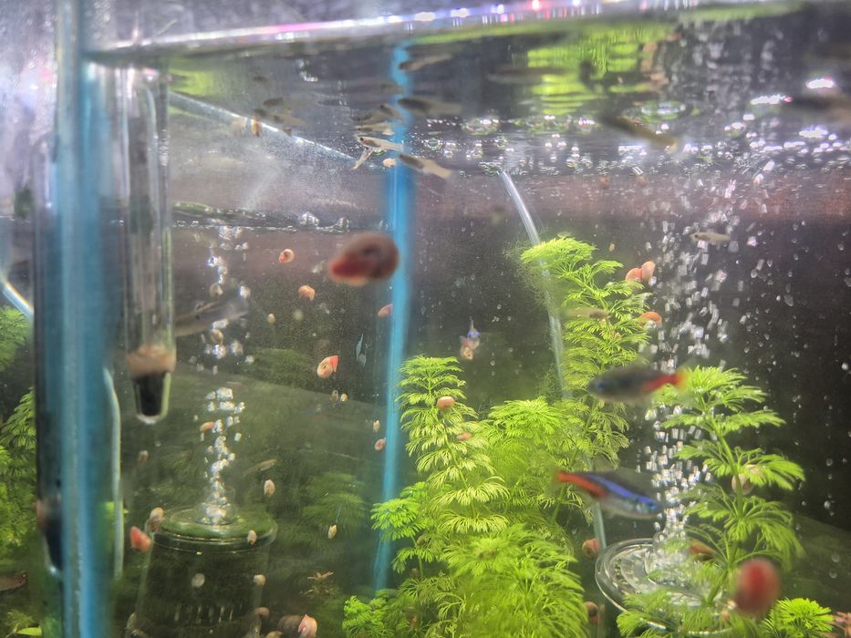 Peixes água quente